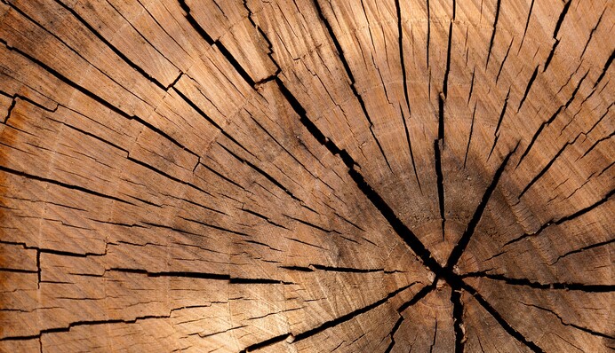 Как избавиться от пня и корней на участке без корчевания: названы эффективные способы