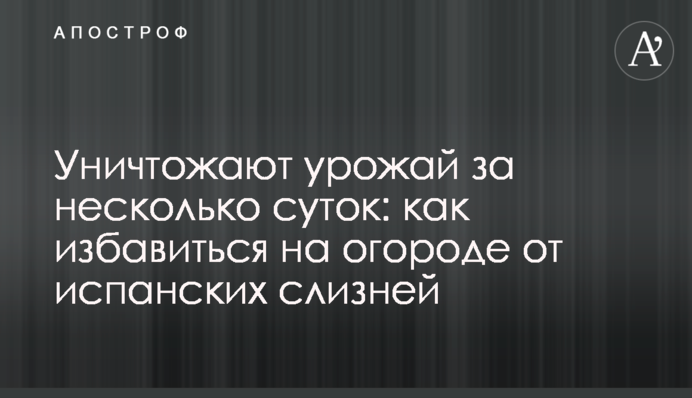 Знищують урожай за кілька діб: як позбутися на городі іспанських слимаків