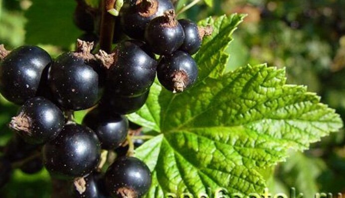 Як зробити гарний саджанець з однієї гілки смородини: простий спосіб