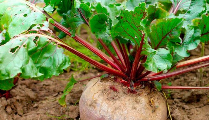 Коли час копати буряк: підкажуть чотири ознаки