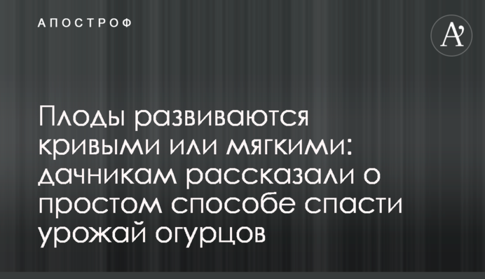 Плоди розвиваються кривими або м'якими: дачникам розповіли про простий спосіб урятувати врожай огірків