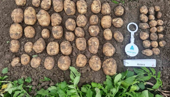 Что сажать на огороде? Назван топ-4 самых урожайных сортов картошки