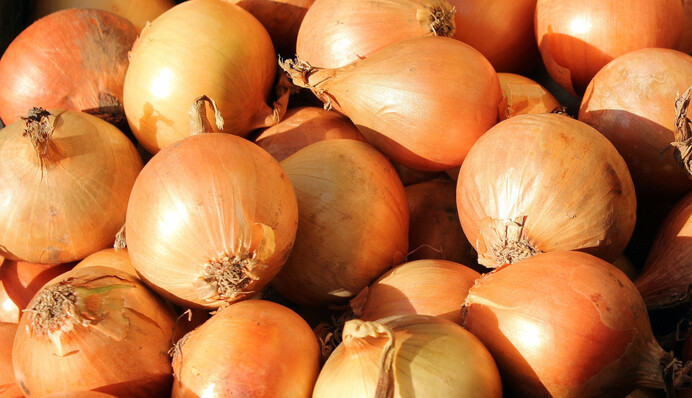 Навіщо перед збиранням урожаю пригинати цибулю до землі і як зрозуміти, що вона вже дозріла