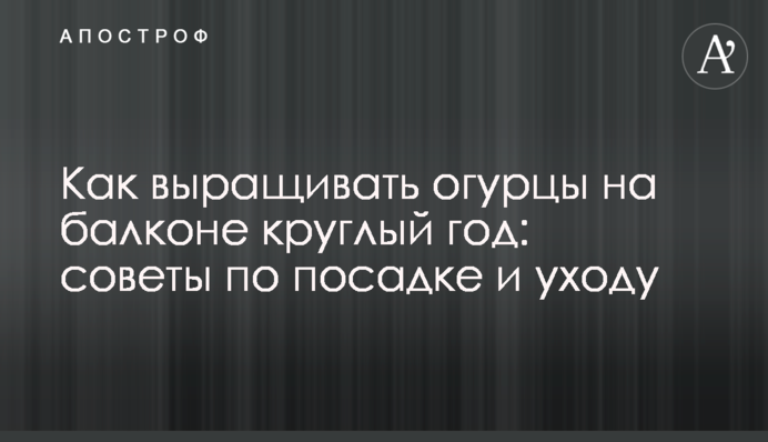 Як вирощувати огірки на балконі цілий рік: поради щодо посадки та догляду