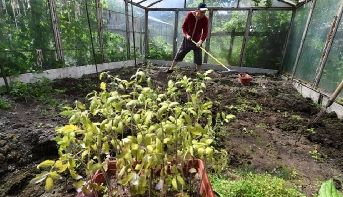Белый налет на грядках: названы причины возникновения и способы решения проблемы