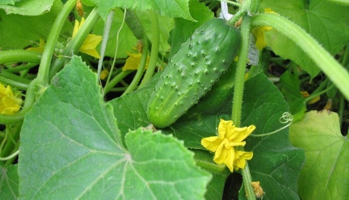 Як позбутися мозаїки на огірках: допоможе народна медицина