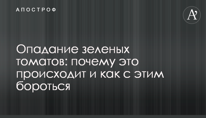 Опад зелених томатів: чому це відбувається і як із цим боротися
