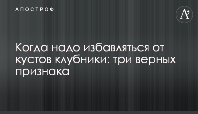 Коли треба позбавлятися від кущів полуниці: три вірні ознаки