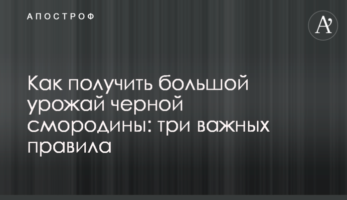 Как получить большой урожай черной смородины: три важных правила