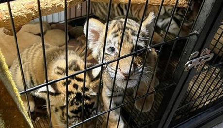 От рептилий до тигров: в Киеве пресекли торговлю экзотическими животными