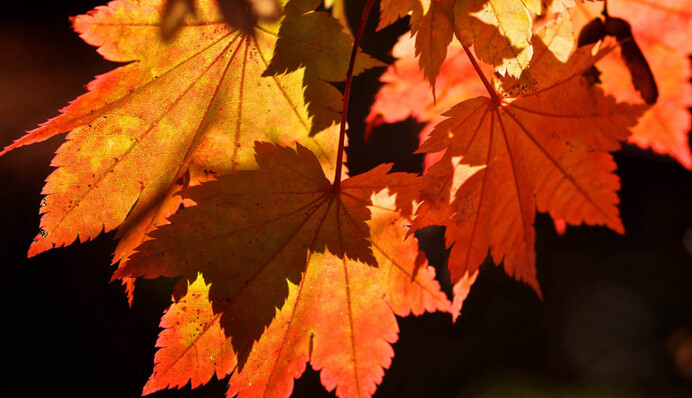 Контрастное начало и пасмурный конец: народный синоптик дал прогноз погоды в Украине на осень