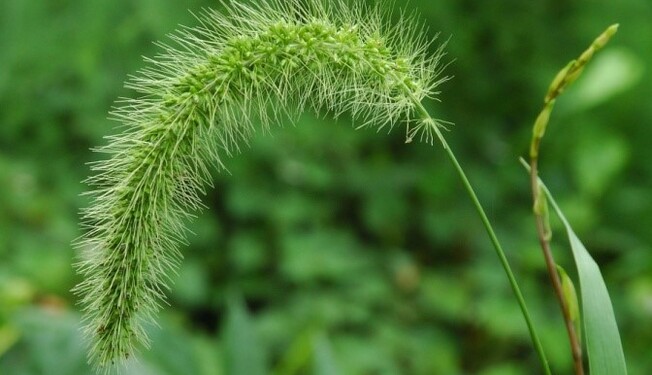 Як і навіщо боротися з бур'янами восени: поради городникам