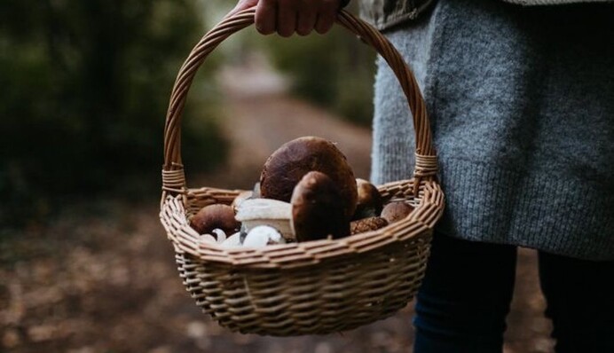 Чому люди труяться грибами і як цього уникнути: лікар дала важливі поради