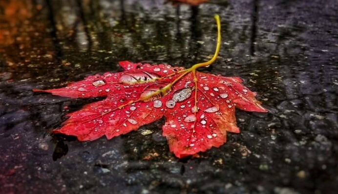 Дожди и похолодание до +7 градусов ночью: погода в Украине на выходные