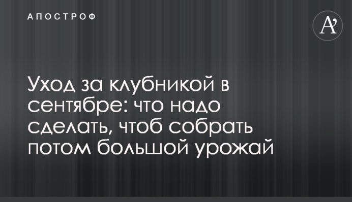 Уход за клубникой в сентябре: что надо сделать, чтоб собрать потом большой урожай