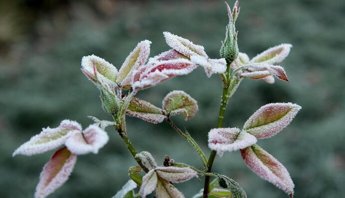 Народний синоптик розповів, коли чекати на заморозки та бабине літо в Україні