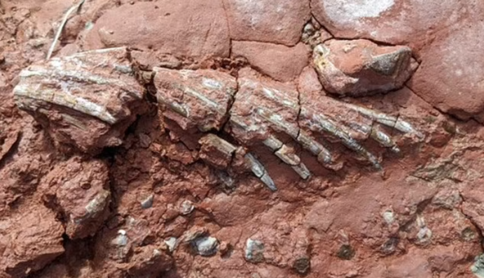 Жило задовго до динозаврів: у Канаді виявили останки невідомої тварини