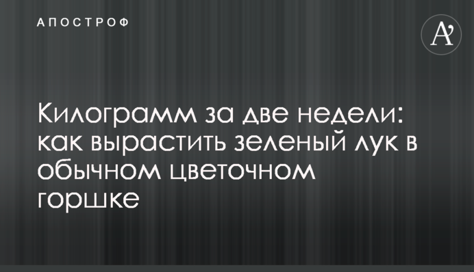 Килограмм за две недели: как вырастить зеленый лук в обычном цветочном горшке