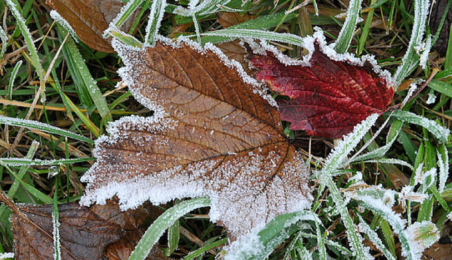 Боротьба з першими заморозками: як врятувати врожай огірків, томатів та баклажанів