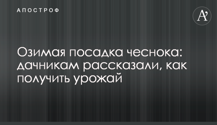 Озимая посадка чеснока: дачникам рассказали, как получить урожай