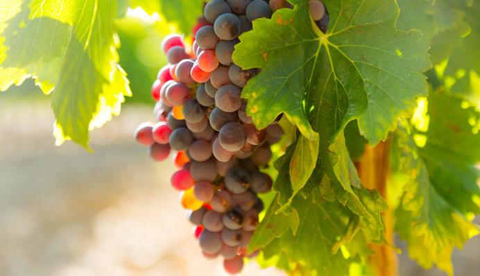 Догляд за виноградом у вересні: що треба зробити, перш ніж зібрати врожай