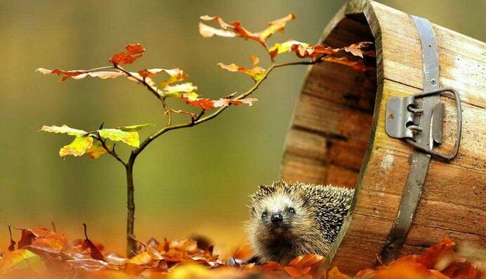 Від потепління до мокрого снігу: народний синоптик дав прогноз погоди на найближчі дні