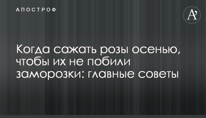Коли садити троянди восени, щоб їх не побили заморозки: головні поради