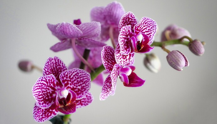 Как заставить орхидею зацвести в квартире: проверенный рецепт для всех видов