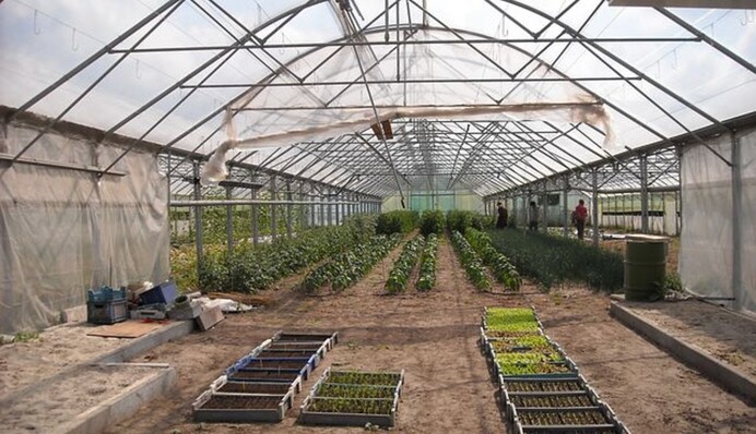 Осенняя обработка теплицы: 8 работ, которые надо сделать после сбора урожая