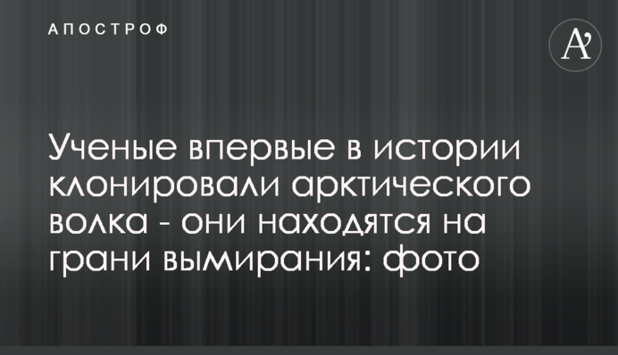 Ученые впервые в истории клонировали арктического волка - они находятся на грани вымирания: фото