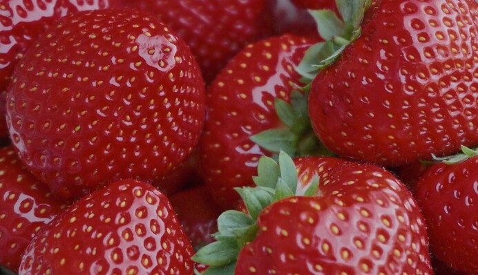 Растение может не перезимовать: как правильно сажать клубнику осенью