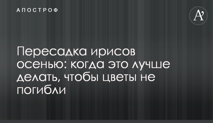 Пересадка ирисов осенью: когда это лучше делать, чтобы цветы не погибли