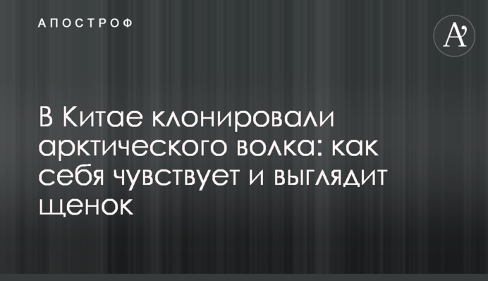 В Китае клонировали арктического волка: как себя чувствует и выглядит щенок