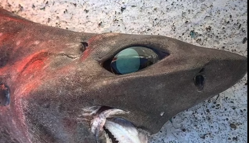 Бісерні очі та людська усмішка: біля берегів Австралії зловили незвичну акулу, фото