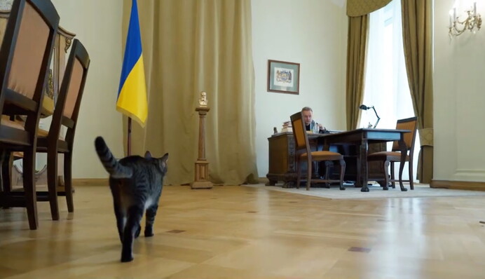 Во Львове кошачий 