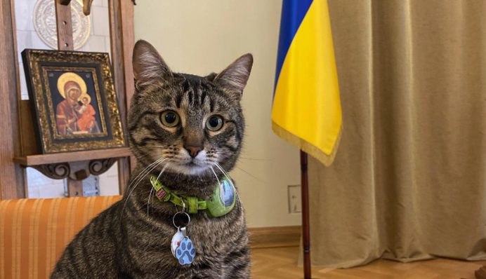 Навіть Левчик носить шапку: котячий мер Львова порадив, як не замерзнути взимку