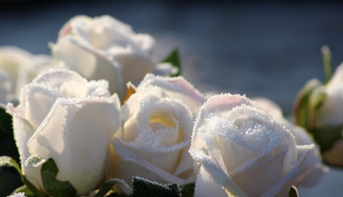 Коли краще готувати троянди до зими: поради щодо обрізування та укриття