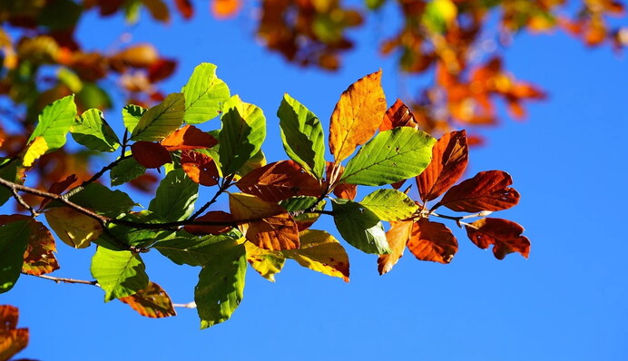 Бабине літо в Україні затягнеться: наскільки довго жовтень буде теплим