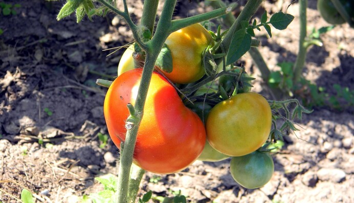 Как посеять томаты под зиму: несколько простых способов