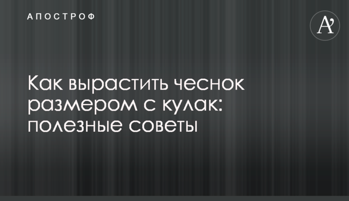 Как вырастить чеснок размером с кулак: полезные советы