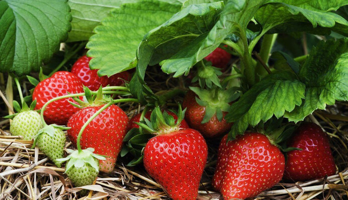 Как посадить клубнику осенью: три полезных совета дачникам