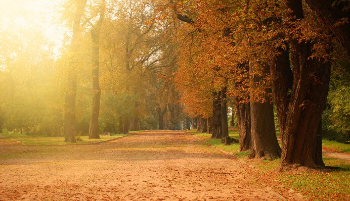 Вночі туман, опадів не очікується: прогноз погоди в Україні на 16 жовтня