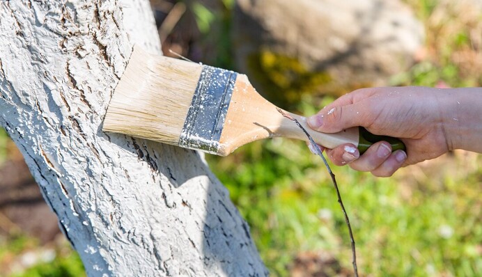 Як правильно побілити дерева восени: корисні поради