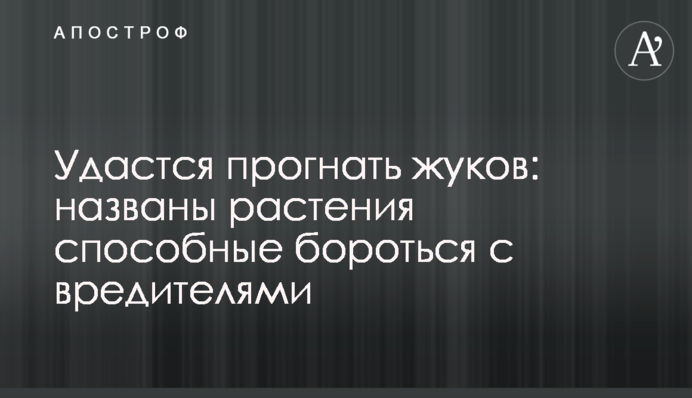 Вдасться прогнати жуків: названі рослини здатні боротися зі шкідниками