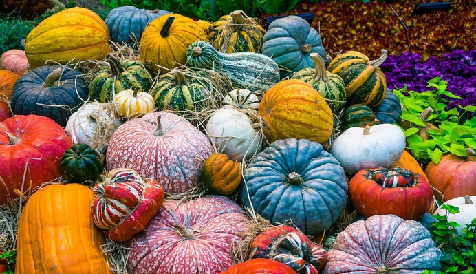 Как подготовить сад и огород к первым заморозкам: полезные советы