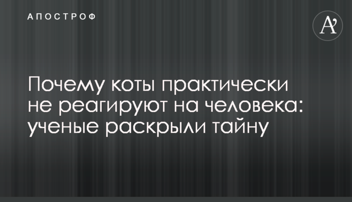 Почему коты практически не реагируют на человека: ученые раскрыли тайну