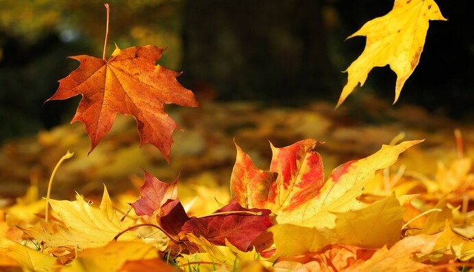 Как украинцы будут отдыхать в ноябре 2022: календарь всех выходных и праздников