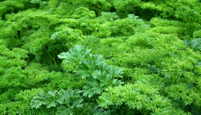 Огород на подоконнике: какую зелень можно выращивать зимой и как это делать