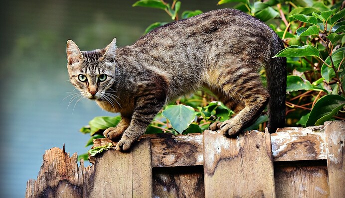 Колір забарвлення кішки має значення: як правильно вибрати прізвисько домашньому вихованцю