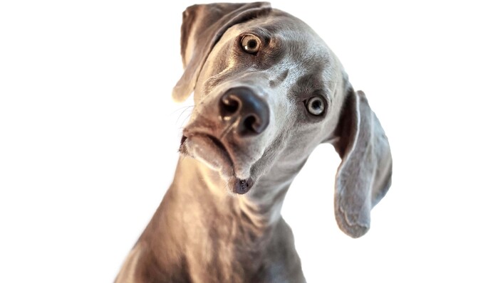 Кіно та собаки: меми та фотожаби на скандал із 